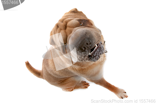 Image of Chinese Shar-Pei dog