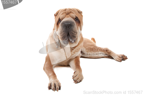 Image of Chinese Shar-Pei dog