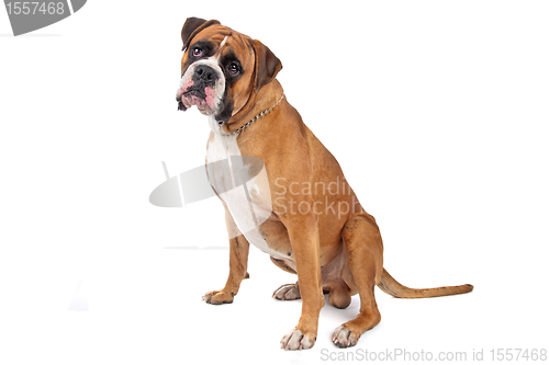 Image of Boxer isolated on white