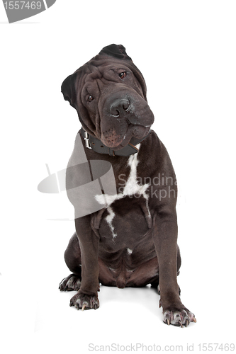 Image of Chinese Shar-Pei dog