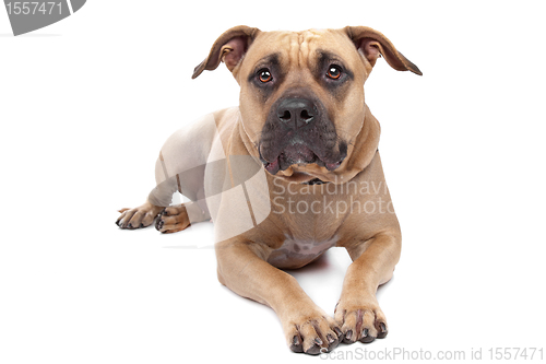 Image of American Staffordshire Terrier