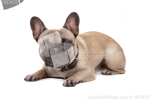 Image of French Bulldog isolated on white