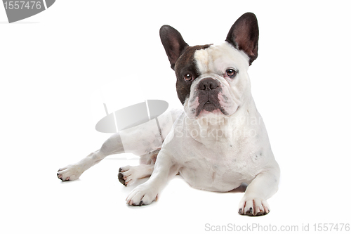 Image of French Bulldog isolated on white