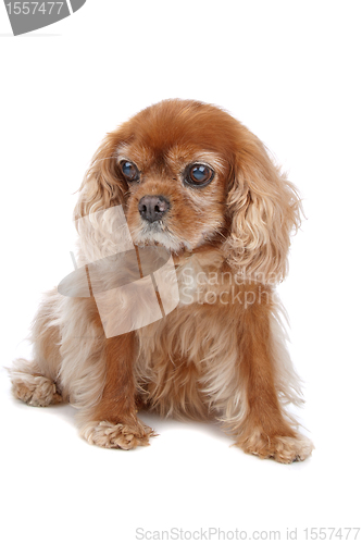 Image of Cavalier King Charles Spaniel