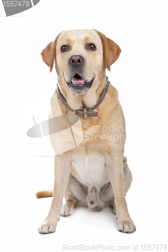 Image of Labrador Retriever