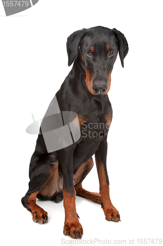 Image of Doberman Pinscher