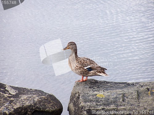 Image of Duck