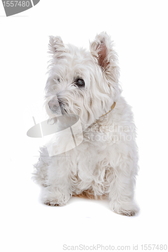 Image of West Highland White Terrier