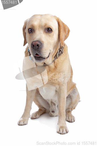 Image of Labrador Retriever