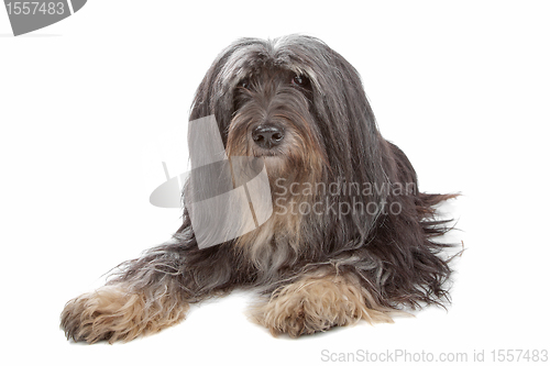 Image of Tibetan Terrier