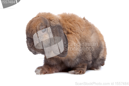 Image of domestic rabbit
