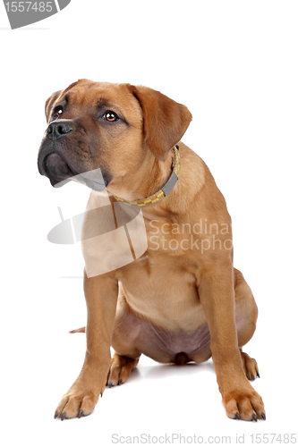 Image of mixed breed Dogue de Bordeaux