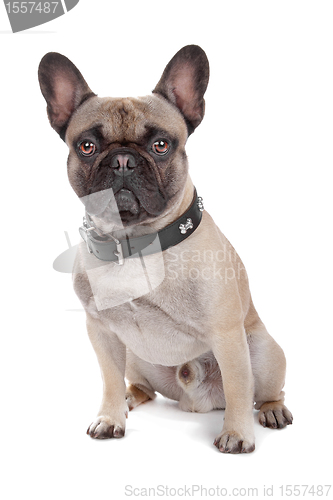 Image of French Bulldog isolated on white