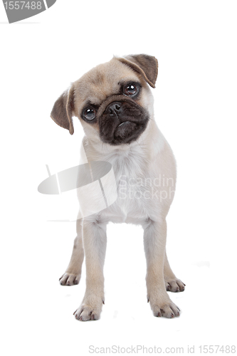 Image of Pug isolated on white