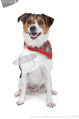 Image of Dutch Terrier (boerenfox)
