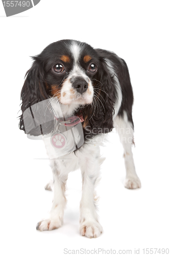 Image of Cavalier King Charles Spaniel