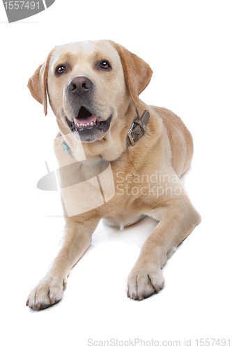 Image of Labrador Retriever