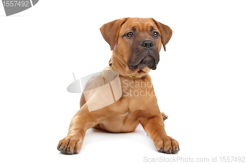 Image of mixed breed Dogue de Bordeaux