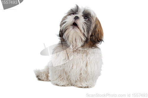 Image of Shih tzu