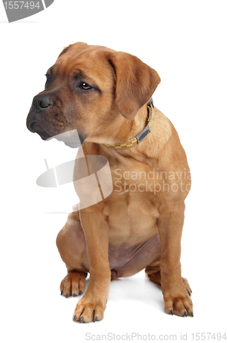 Image of mixed breed Dogue de Bordeaux