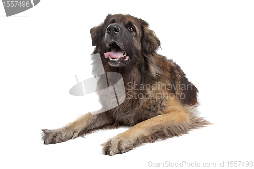 Image of Leonberger isolated on white