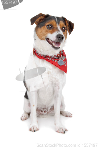 Image of Dutch Terrier (boerenfox)