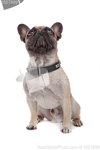 Image of French Bulldog isolated on white