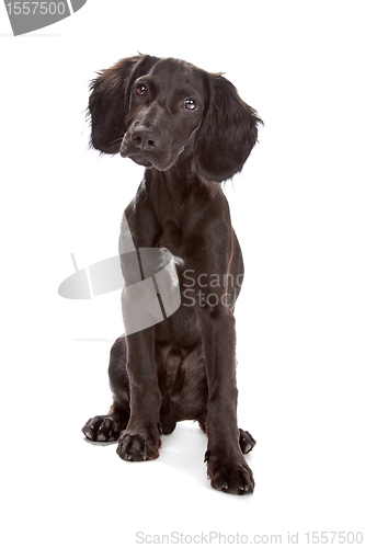 Image of mix breed dog cocker spaniel/flat coated spaniel