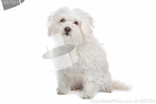 Image of bolognezer(Bichon group)