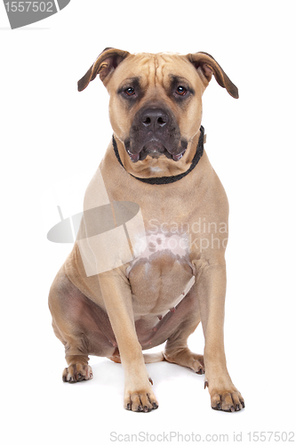 Image of American Staffordshire Terrier