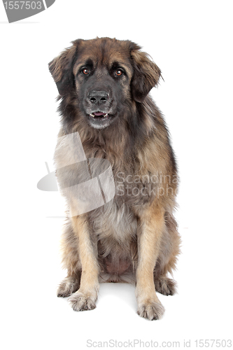 Image of Leonberger isolated on white