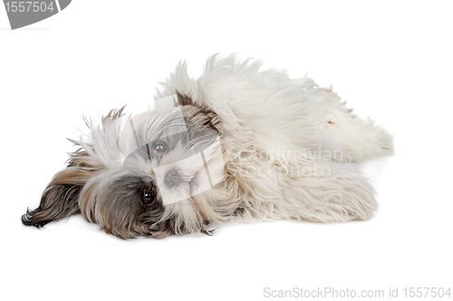 Image of Shih tzu