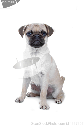 Image of Pug isolated on white