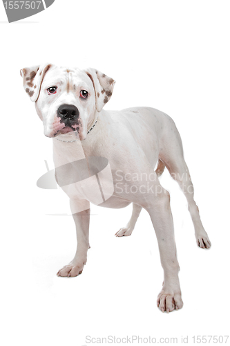 Image of American Staffordshire Terrier