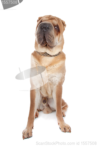 Image of Chinese Shar-Pei dog