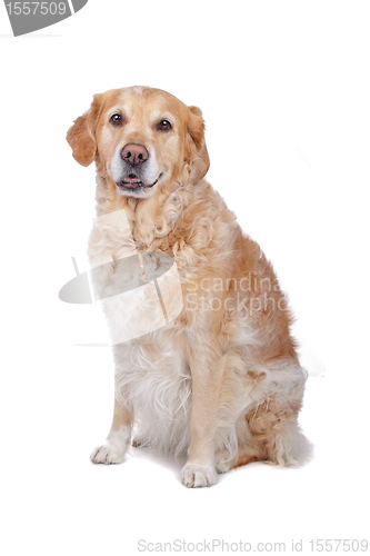 Image of Labrador Retriever