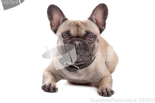 Image of French Bulldog isolated on white