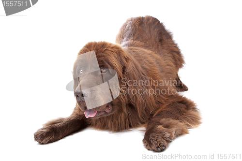 Image of Brown Newfoundland dog