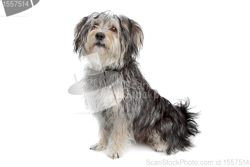 Image of mixed breed maltese dog/yorkshire terrier