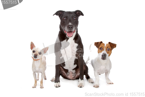 Image of small group of dogs