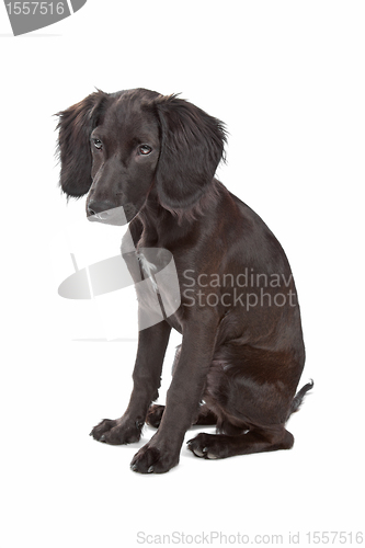 Image of mix breed dog cocker spaniel/flat coated spaniel