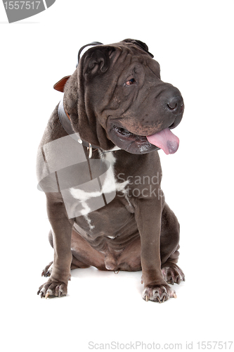 Image of Chinese Shar-Pei dog