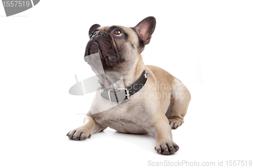 Image of French Bulldog isolated on white