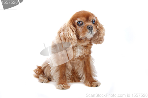 Image of Cavalier King Charles Spaniel