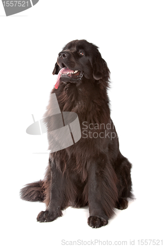 Image of Newfoundland dog