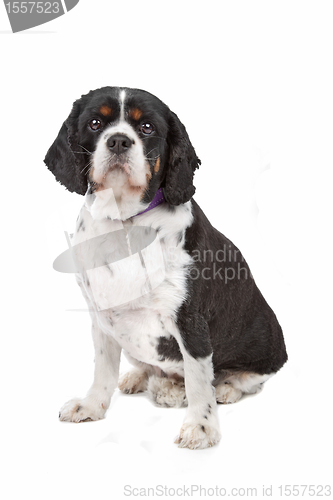Image of cavalier king charles spaniel