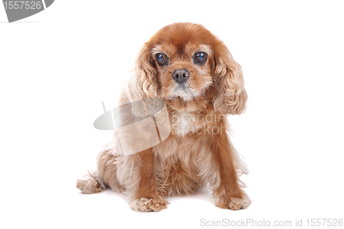Image of Cavalier King Charles Spaniel
