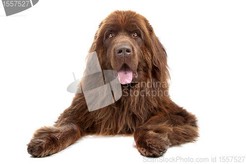 Image of Brown Newfoundland dog