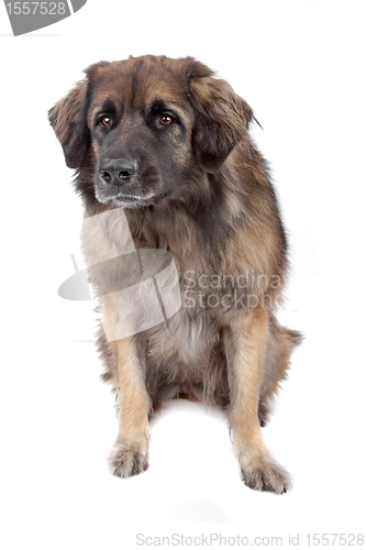 Image of Leonberger isolated on white