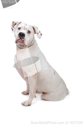 Image of American Staffordshire Terrier